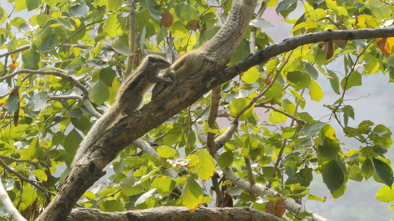 Squirrels play and groom in a tree in Siliguri, west Bengal, India